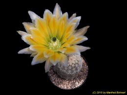 Echinocereus ctenoides Niess116 557